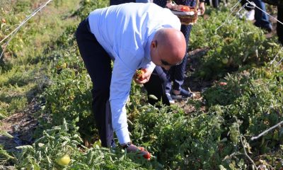 Ata tohumunun lezzetli mahsulleri hasat edildi