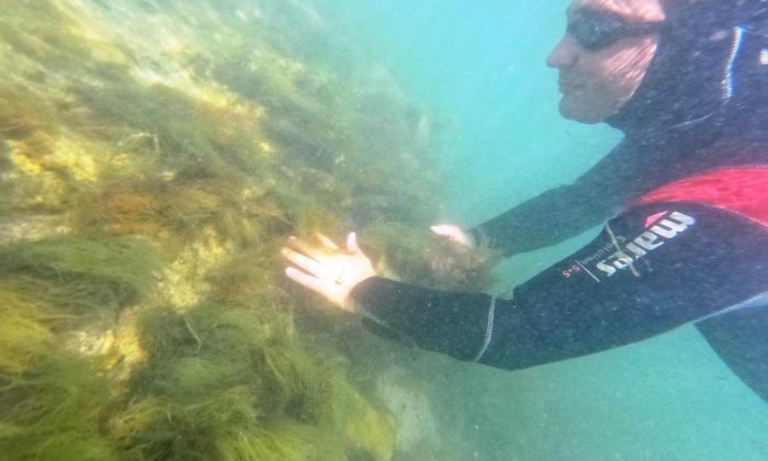 Başkan Dr. Metin Oral, dalış yapıp arkeolojik çalışmaları gözlemledi: