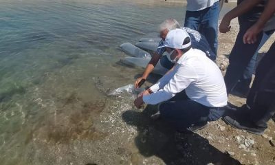 Baskil’de 300 bin sazan baraj gölüne bırakıldı