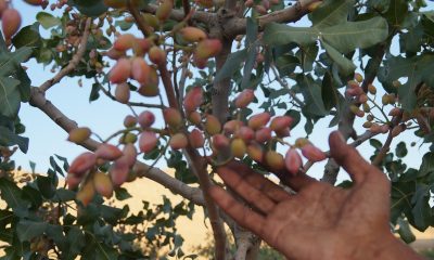 Batman’da fıstık hasadı başladı