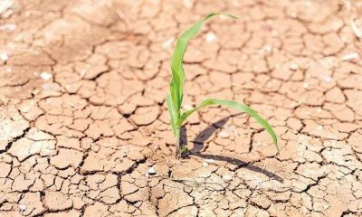 Kuraklık nedeniyle verim kaybı yaşayan üreticilere destek