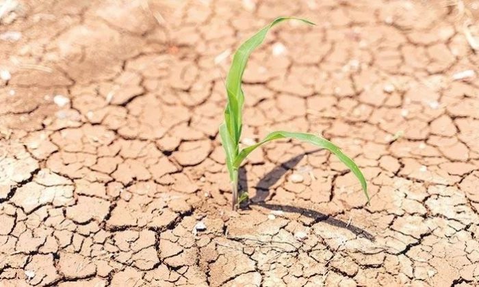 Kuraklık nedeniyle verim kaybı yaşayan üreticilere destek