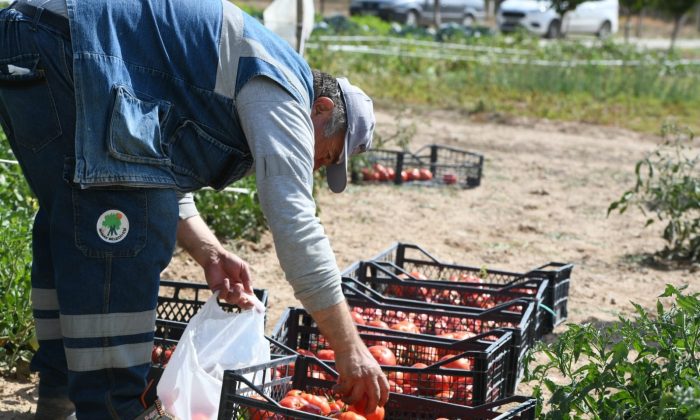 Mamak’ta ata tohumlarının ilk hasadı yapıldı