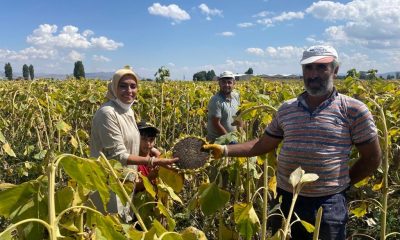 Patatesten sonra ayçiçeği