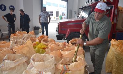 TMO’nun Ordu’da fındık alımı başladı