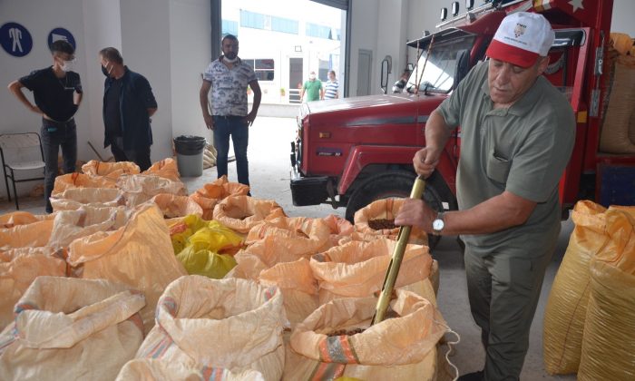 TMO’nun Ordu’da fındık alımı başladı