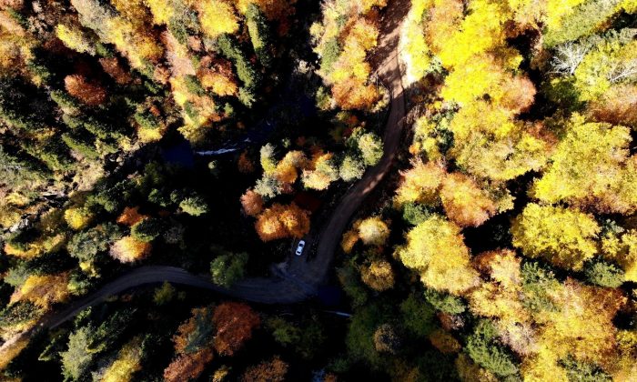 Türkiye’nin en büyük blok ormanlarına giriş-çıkış yasağı uzatıldı