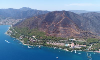 Yanan alanlarda kesim çalışmaları başladı