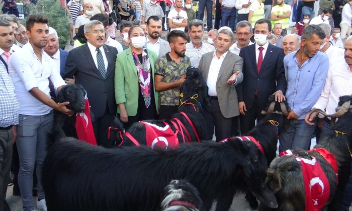 Yayladağı Çilek Festivali’nde tekeler yarıştı