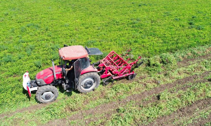 Yer fıstığı fiyatları yüzde 50 düştü