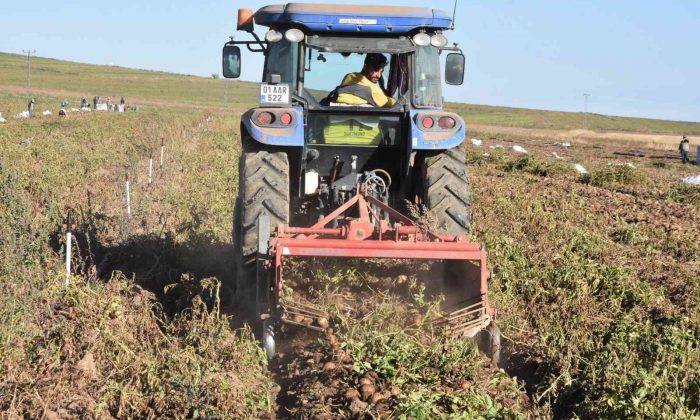 Ahlat patatesinden 450 milyon TL gelir