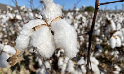 ANTBİRLİK pamuğun fiyatını 11 TL olarak açıkladı