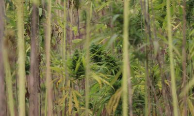 Atıl alan kenevir tarlası oldu, 500 dekar alanda hasat başladı