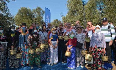 Ayvalık’ta zeytin festivali kapsamında ilk hasat