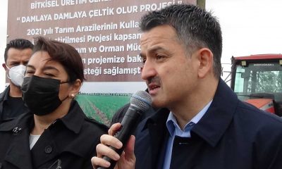 Bakan Pakdemirli Çanakkale’de çeltik hasadına katıldı