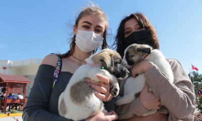 Balıkesir Büyükşehir Belediyesi’nden VetBüs