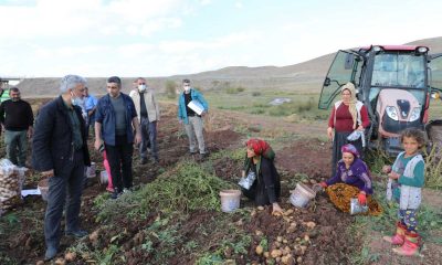 Çayırlı’da ayçiçeği, patates ve mısır hasadı sürüyor