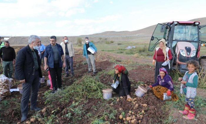 Çayırlı’da ayçiçeği, patates ve mısır hasadı sürüyor