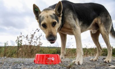Dünya Hayvanları Koruma Günü kapsamında sokak hayvanlarına mama dağıtıldı