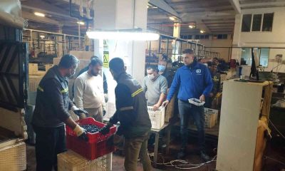 Erdek’te zeytin alımları başladı