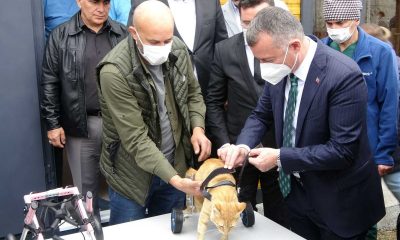 Felçli sokak hayvanları bu merkez ile özgürlüğüne kavuşacak