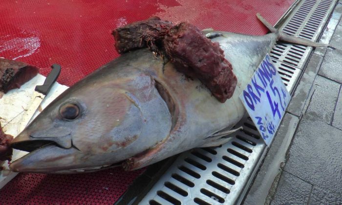 Kayseri’de 1.5 metrelik orkinos satışa çıktı