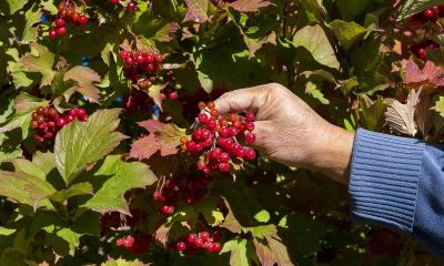 Kayseri’de gilaburu hasadı başladı