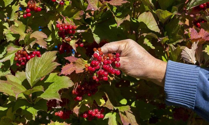 Kayseri’de gilaburu hasadı başladı