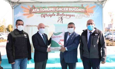 Kocasinan Belediyesi, çiftçilere ata tohumu gacer buğdayını dağıttı