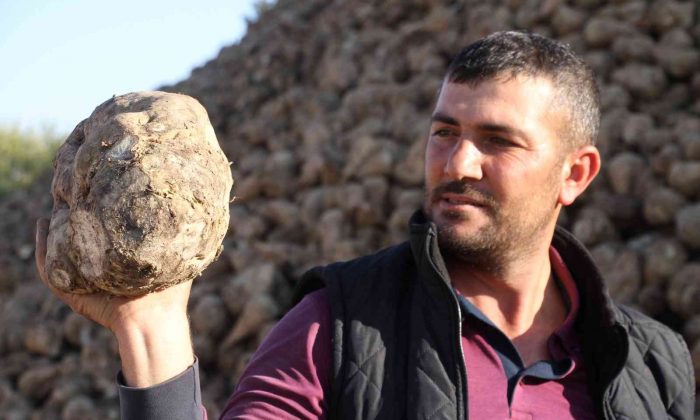 Kuraklık şeker pancarını da vurdu, üretim yüzde 8 azaldı