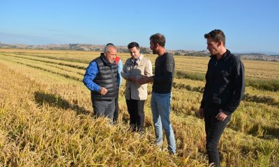 Manyas’ta Kaymakam Çelik çeltik hasadına katıldı