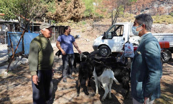 Marmaris Belediyesi 257 keçiyi vatandaşlara dağıttı