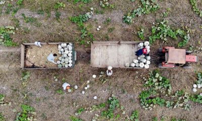 Meşhur Sakarya kabağının hasadı başladı