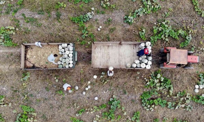 Meşhur Sakarya kabağının hasadı başladı