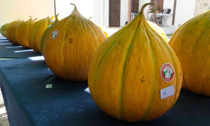 Muğla’da en güzel yayla kavunları seçildi