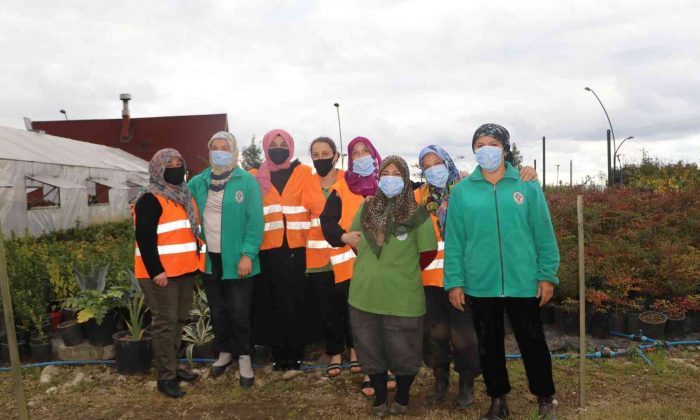 Rize’nin ata tohumları seralarda hayat buluyor
