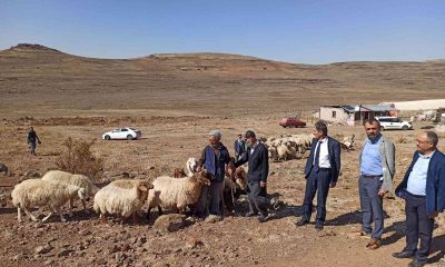 Sarıçiçek Yaylasındaki su sıkıntısı çözüme kavuşuyor