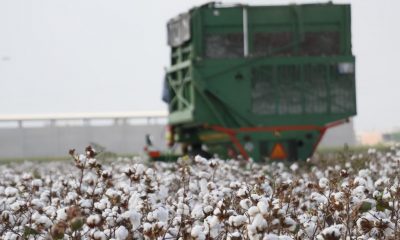 Söke’de beyaz altın, üreticisini sevindirdi