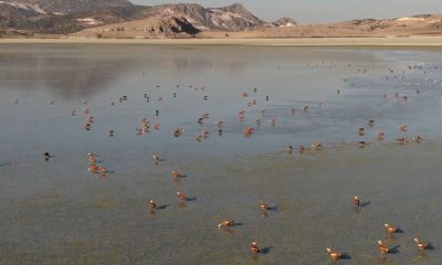 Su seviyesi artan Yarışlı Göl’e kuş akını