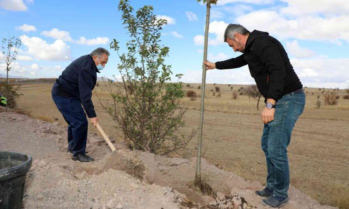 Talas’ta kırsal mahalle girişlerinde ağaç seferberliği