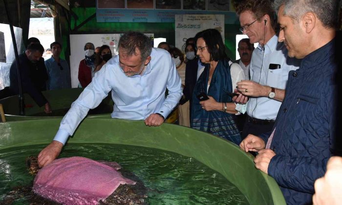 Tedavileri tamamlanan deniz kaplumbağaları denize bırakıldı