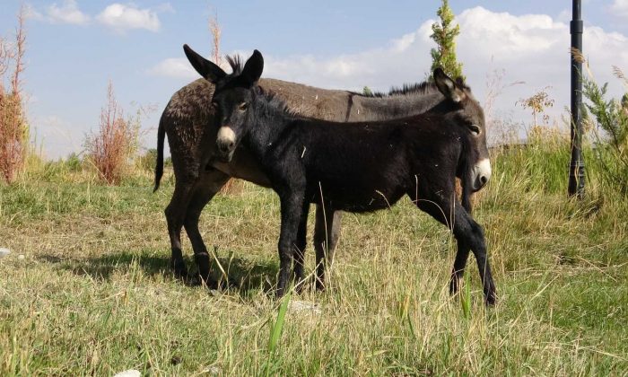 Türkiye’de nadir bilinen melez hayvan: Bardo