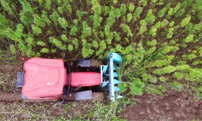 Türkiye’nin ilk tescilli kenevirinde hasat