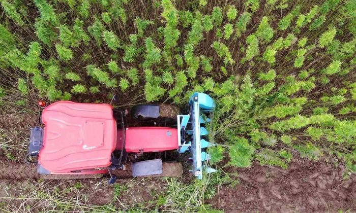 Türkiye’nin ilk tescilli kenevirinde hasat