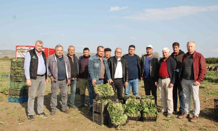 Üretici ve işçileri zehirli ıspanak iddiaları vurdu: “Haller ıspanak almıyor”