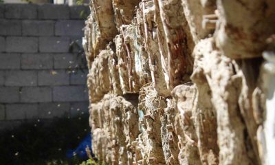 Van’da Organik Karakovan Bal Kesim Festivali