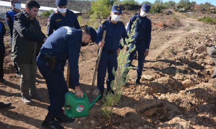 Bozyazı’da bin çam fidanı toprakla buluştu