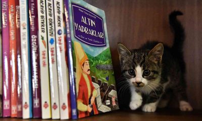 Bu Kıraathanede ev sahibi kediler