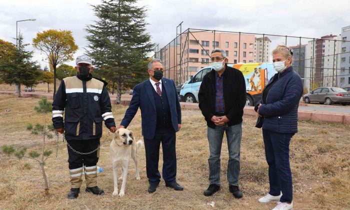 ‘Bulut’ yeniden doğal ortamında