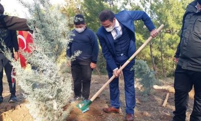 Burhaniye’ de fidanlar toprakla buluşturuldu